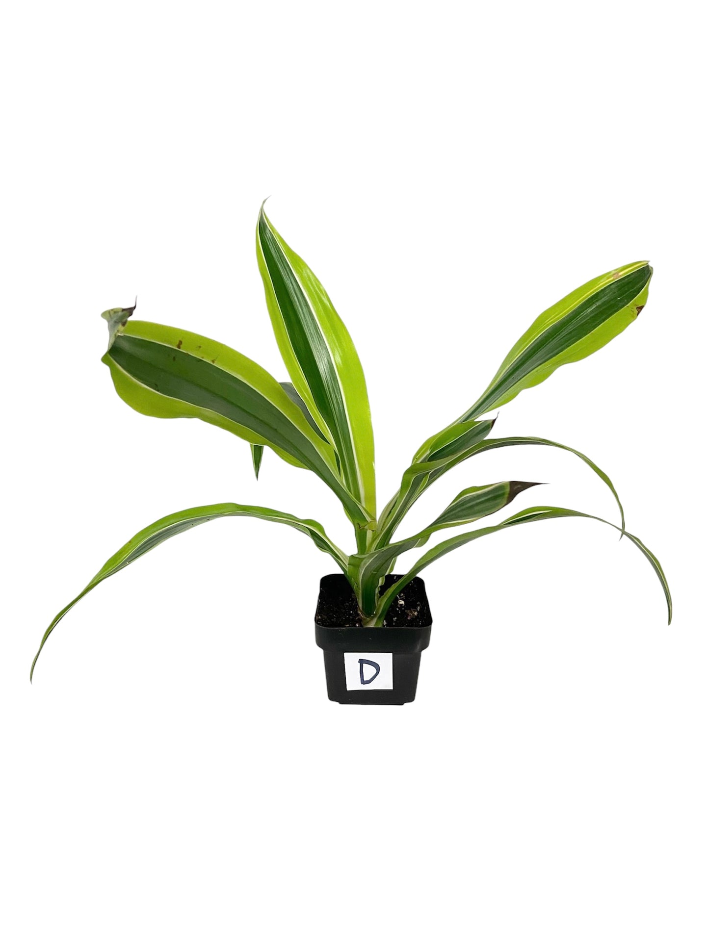 Dracaena Lemon Surprise Live Indoor Houseplant 3” Grower's Pot