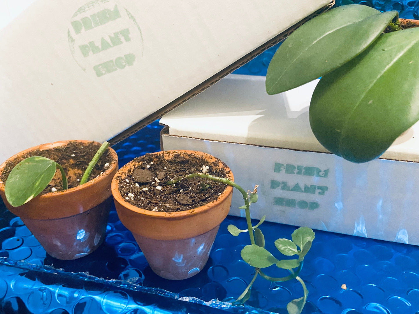 Terracotta Pot Mini Planter