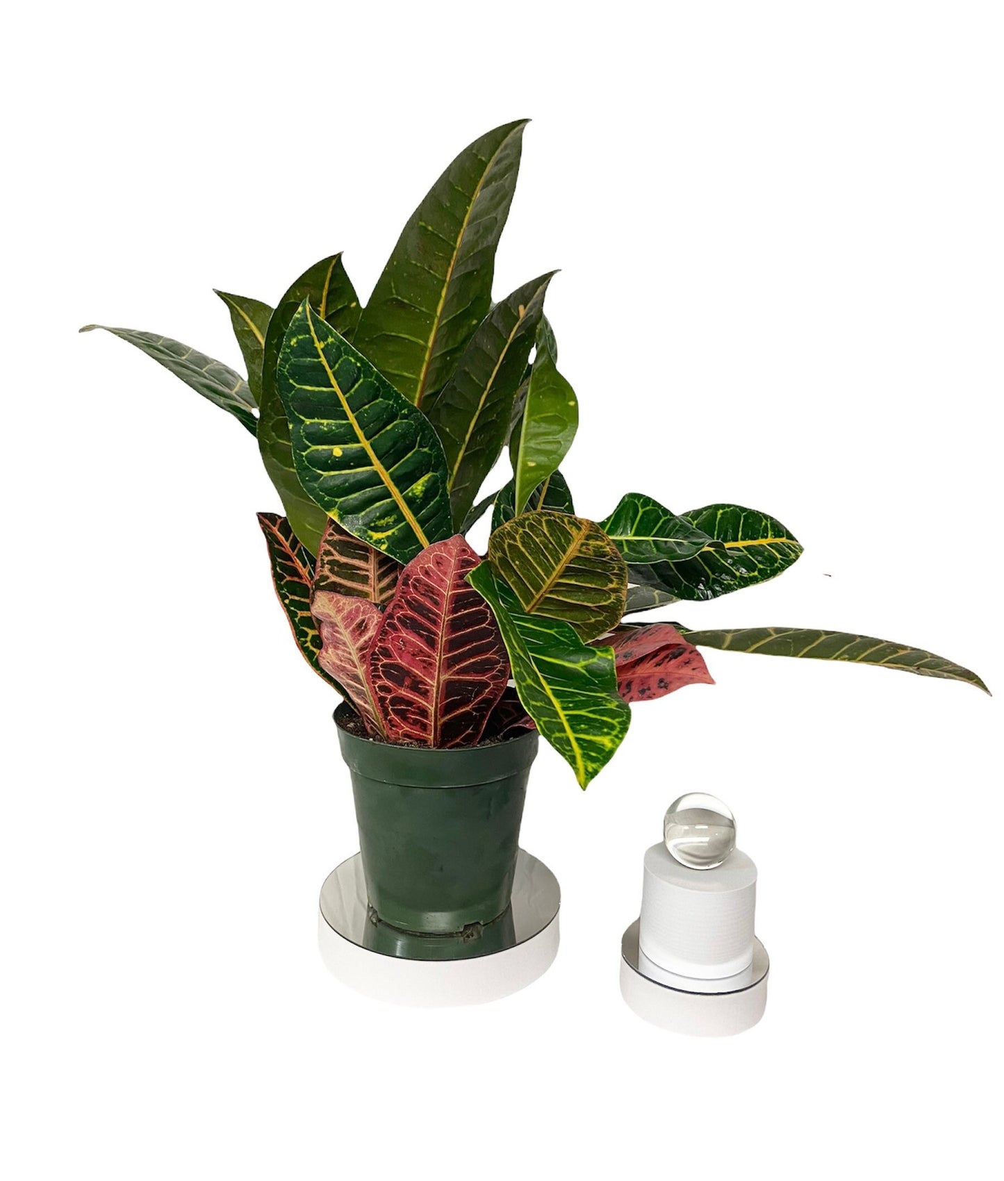 Croton Petra Live Indoor Houseplant 6” Grower's Pot
