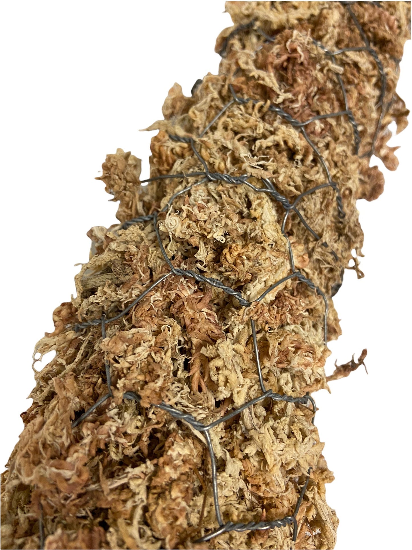 Large Indoor Houseplant Sphagnum Moss Pole