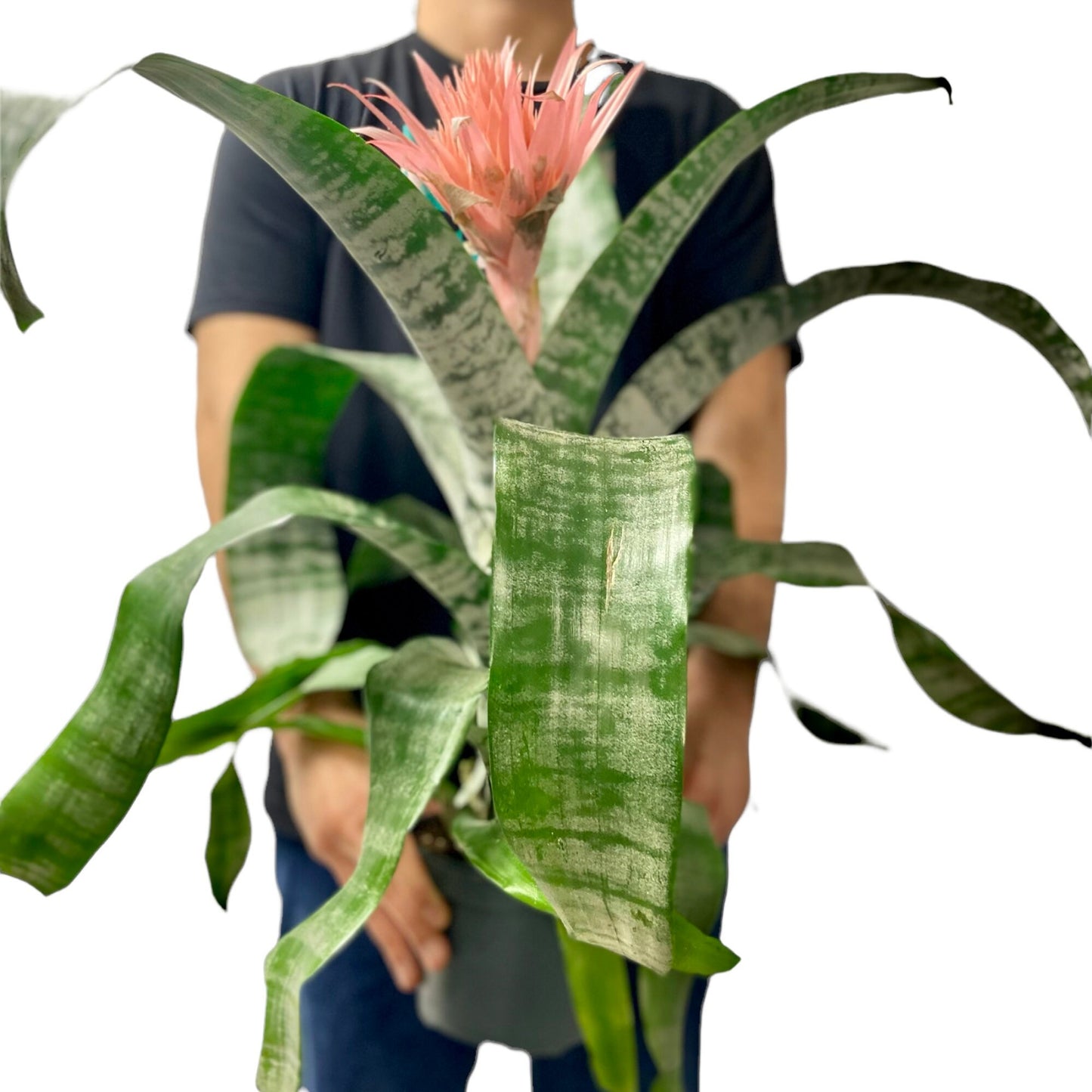 Bromeliad Silver Vase Pink Flower Large Indoor Houseplant 6” Grower's Pot