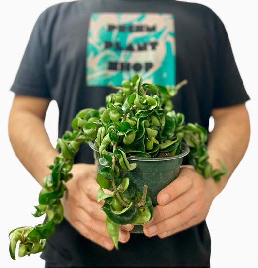 Hoya Rope Live Indoor Houseplant 6” Grower's Pot