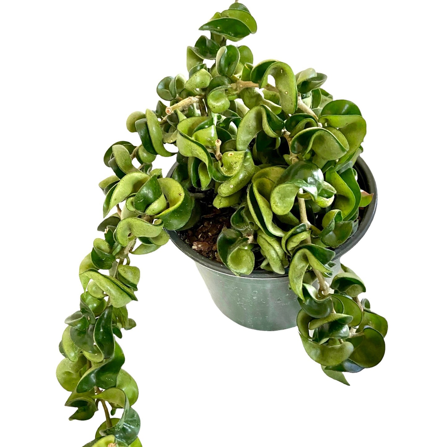 Hoya Rope Live Indoor Houseplant 6” Grower's Pot
