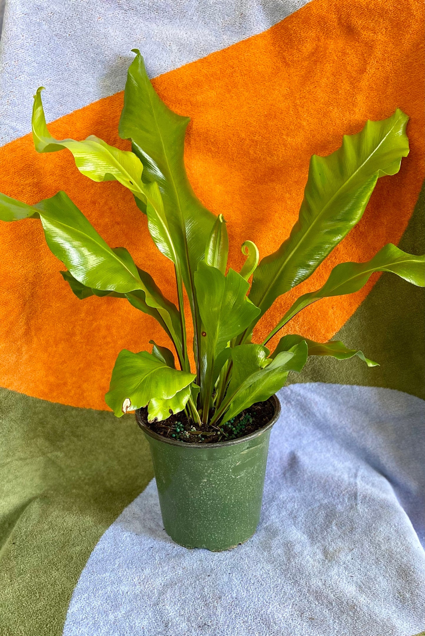 Fern Nidus Bird’s Nest Live Indoor Houseplant 6” Grower's Pot