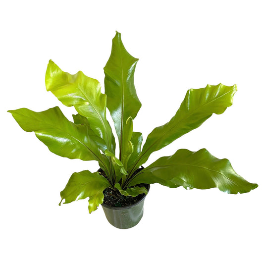 Fern Nidus Bird’s Nest Live Indoor Houseplant 6” Grower's Pot