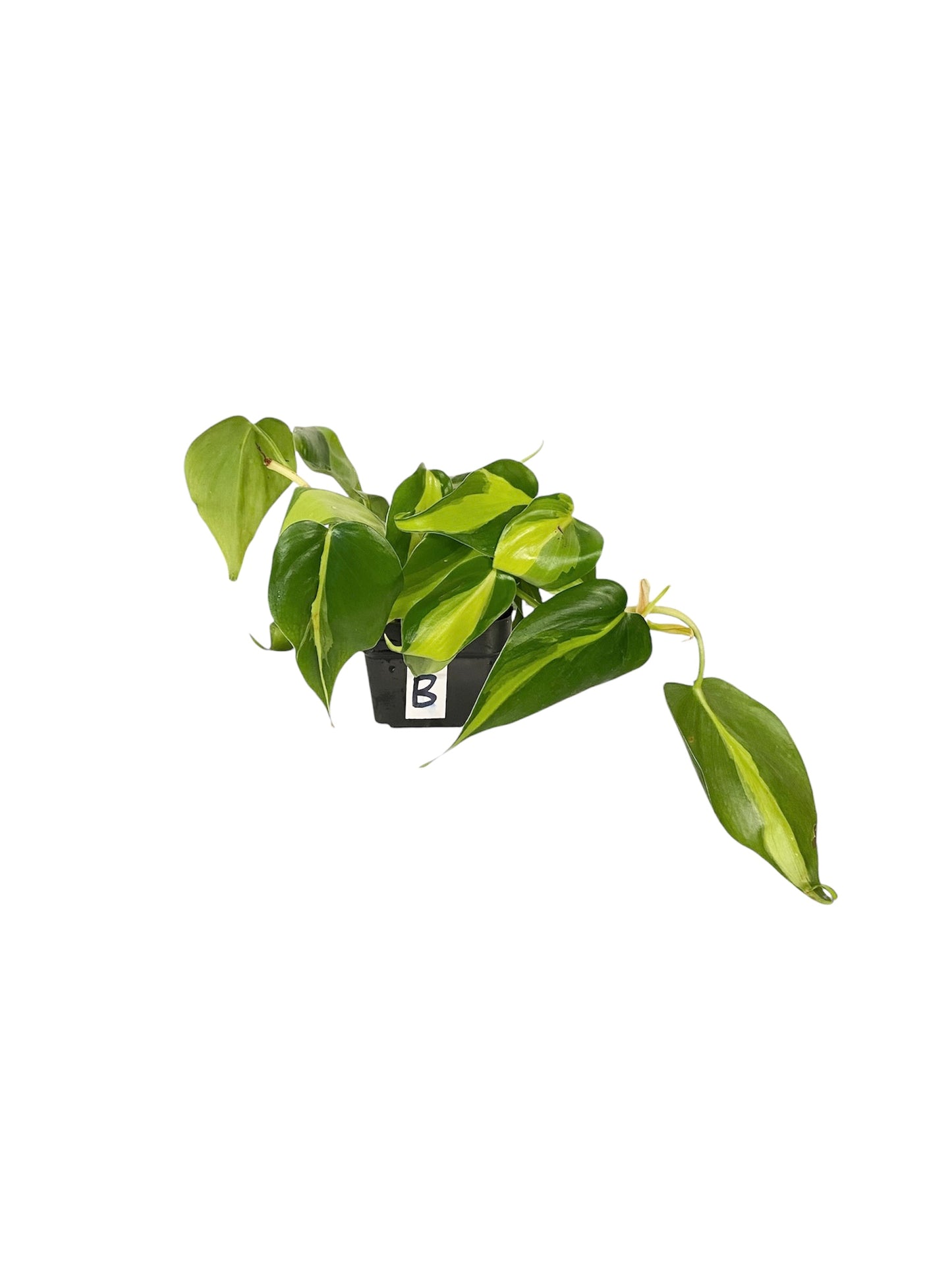 Philodendron Brasil Live Indoor Houseplant 3” Grower's Pot