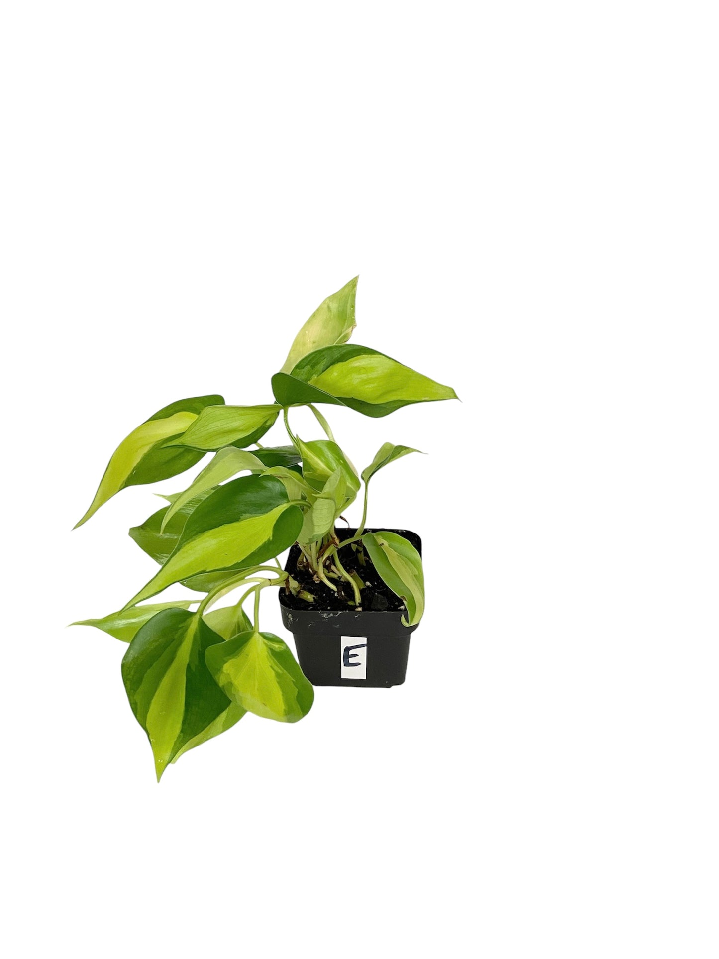 Philodendron Brasil Live Indoor Houseplant 3” Grower's Pot