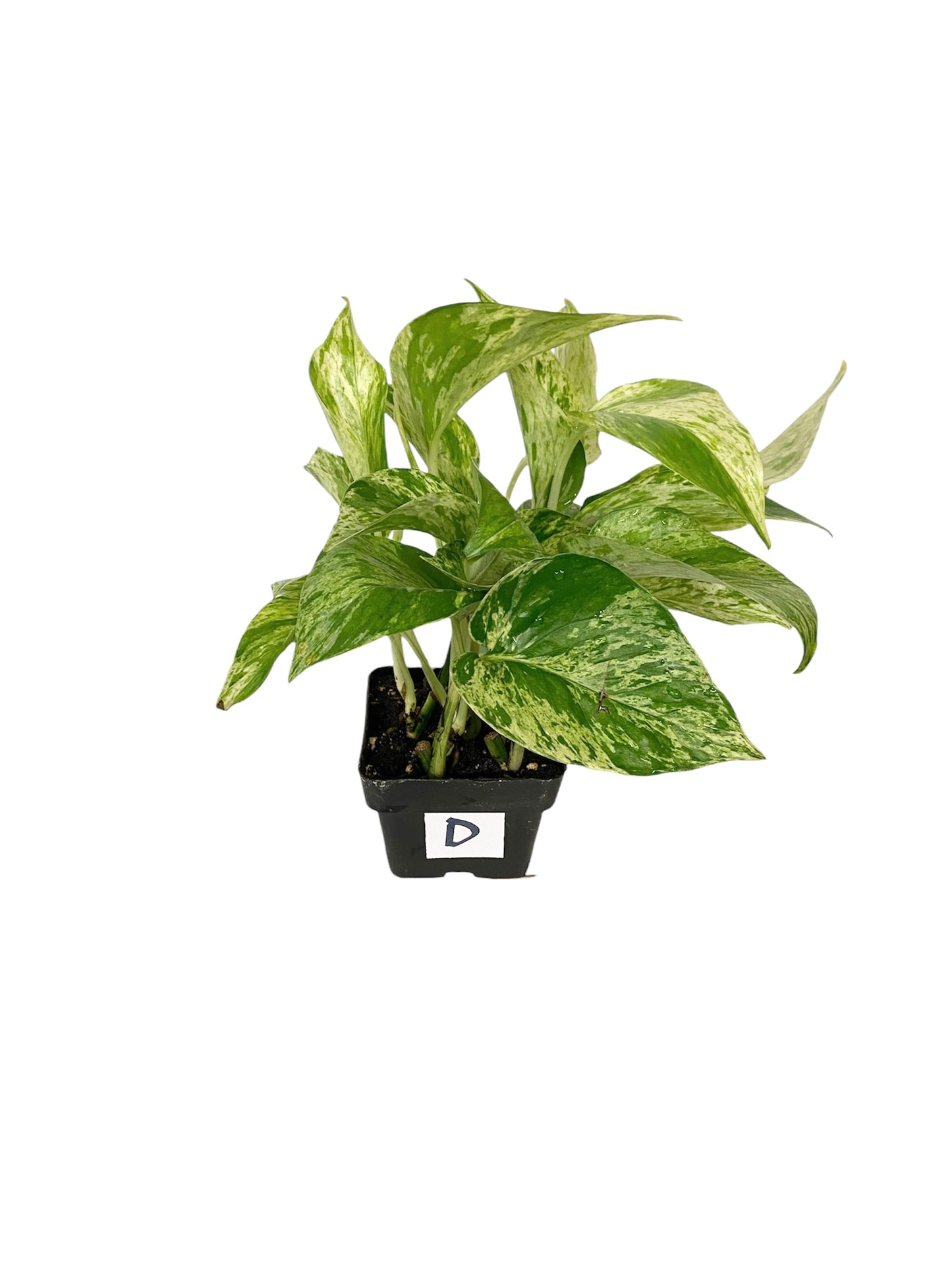 Pothos Neon Live Houseplant 3” Grower's Pot