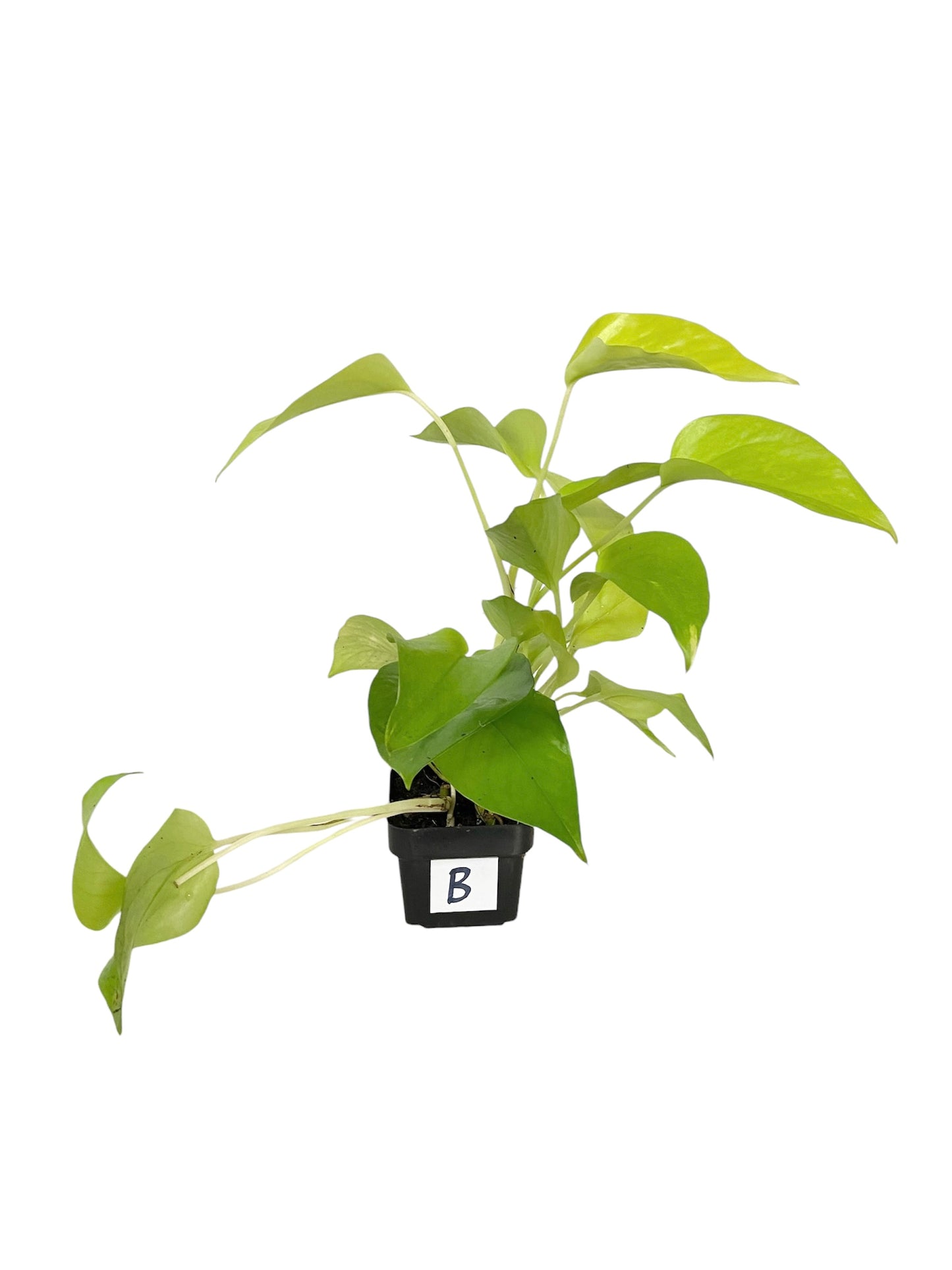 Pothos Neon Live Houseplant 3” Grower's Pot