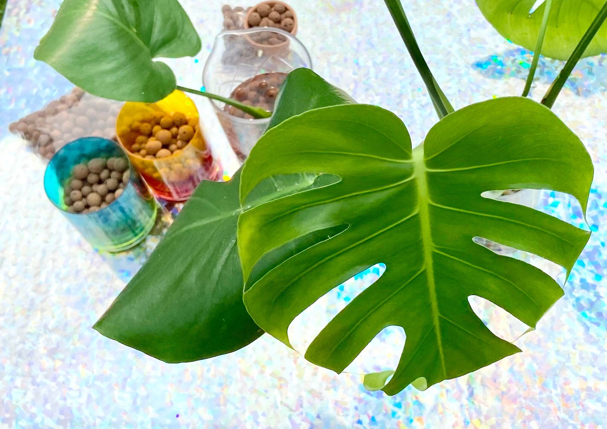 Leca Clay Balls, Live Indoor Houseplant, Plant Growing Media