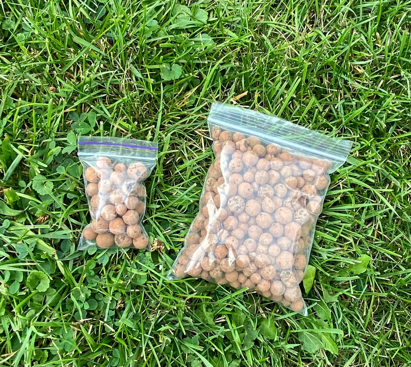Leca Clay Balls, Live Indoor Houseplant, Plant Growing Media