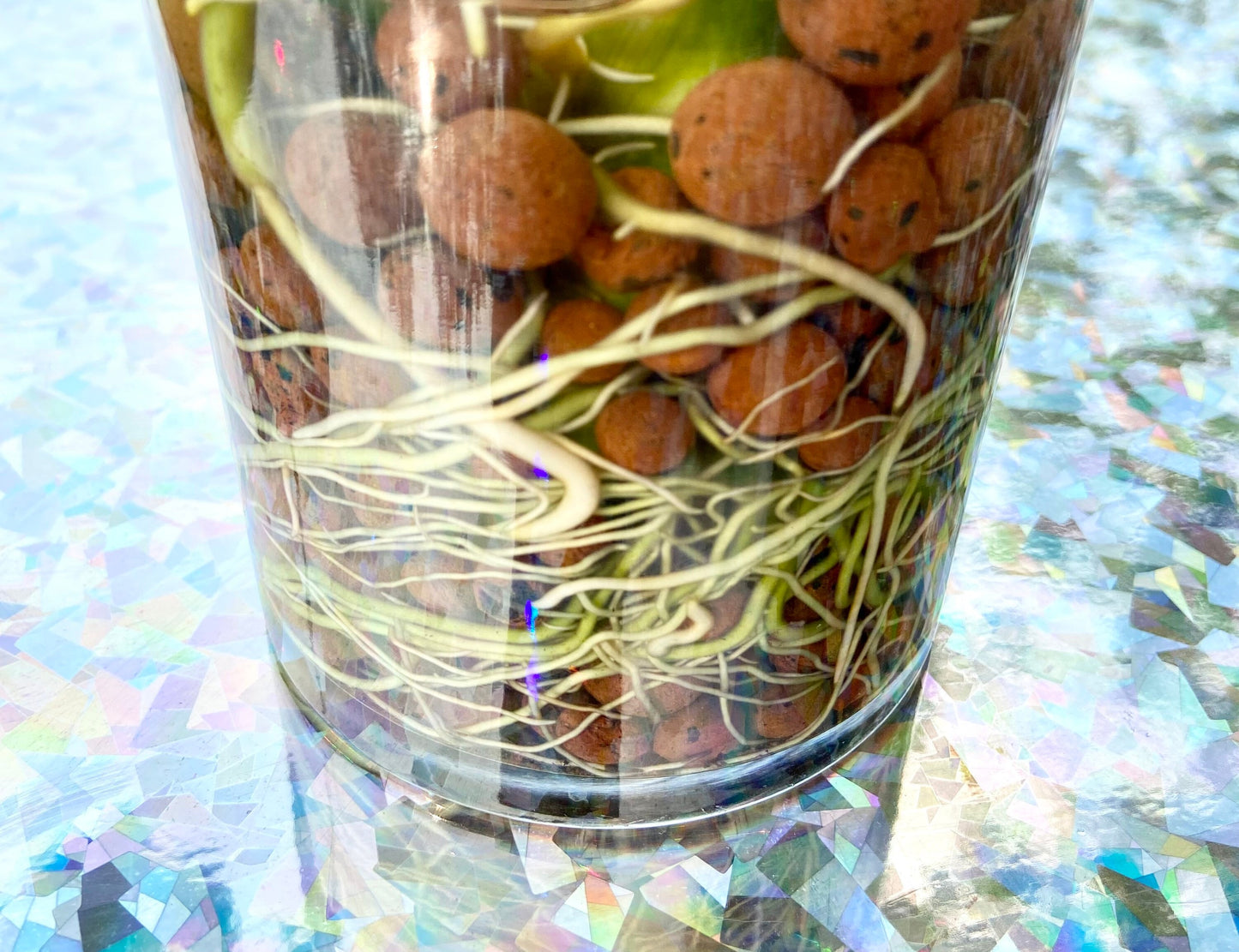 Leca Clay Balls, Live Indoor Houseplant, Plant Growing Media