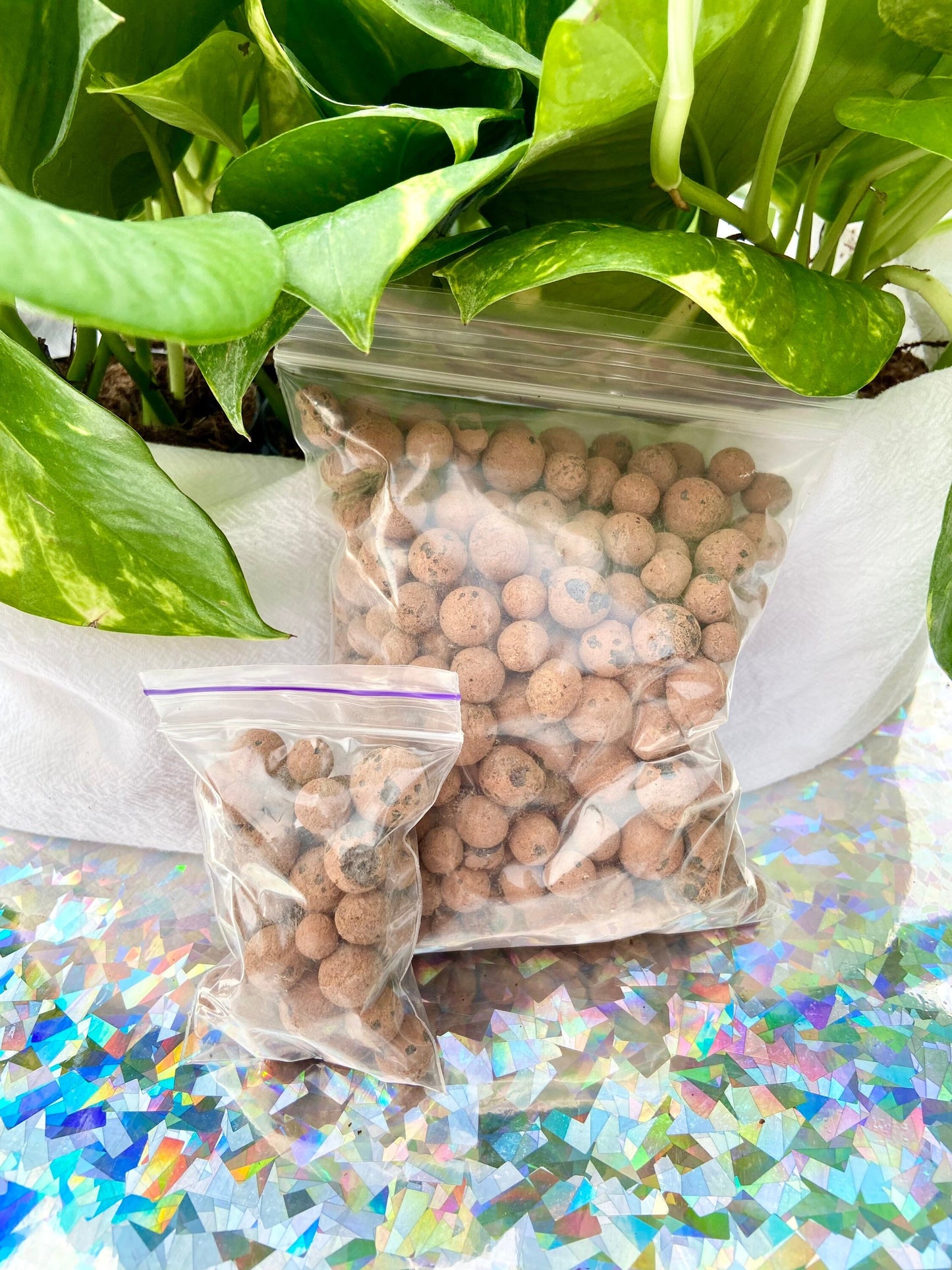 Leca Clay Balls, Live Indoor Houseplant, Plant Growing Media