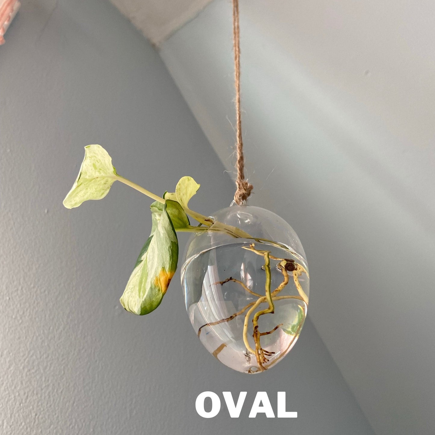 Clear Glass Propagation Plant Hanging Terrarium