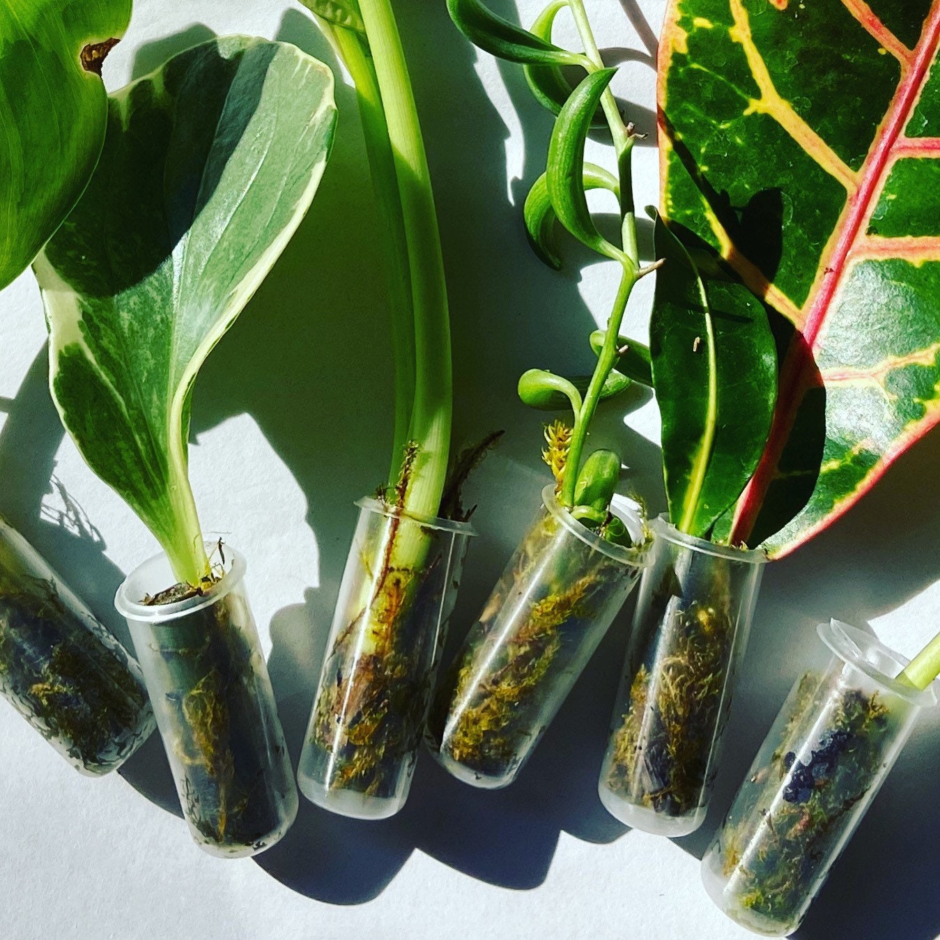 Propagation Plant Cuttings Mystery Bundle Box