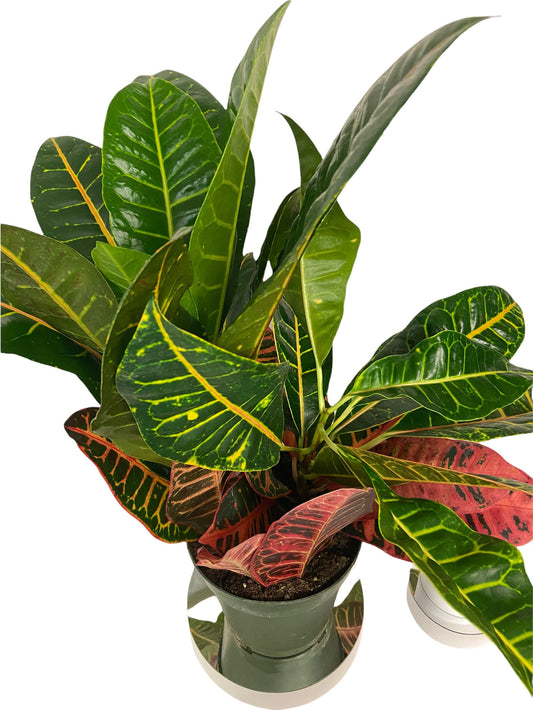 Croton Petra Live Indoor Houseplant 6” Grower's Pot