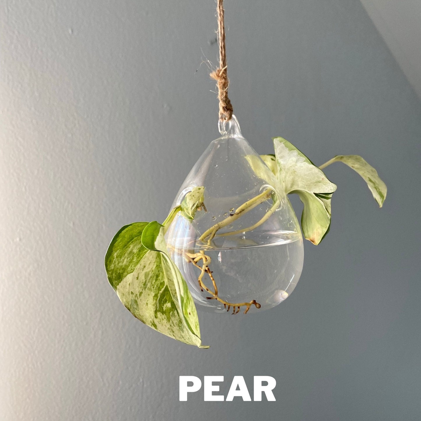 Clear Glass Propagation Plant Hanging Terrarium