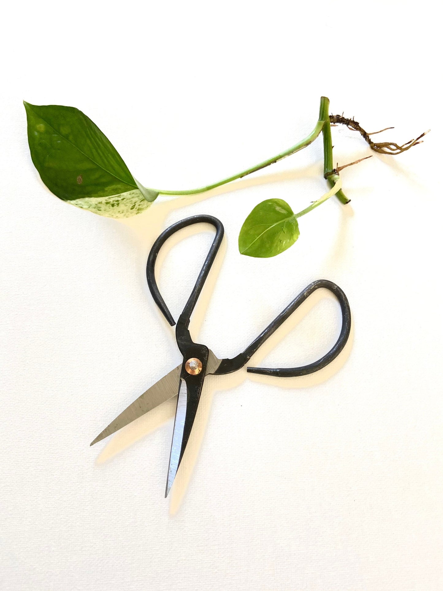 Indoor Plant Propagation Scissors