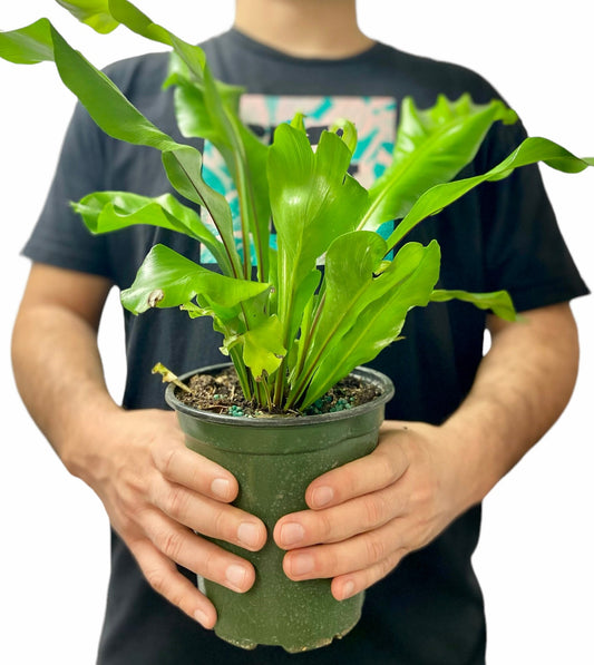 Fern Nidus Bird’s Nest Live Indoor Houseplant 6” Grower's Pot