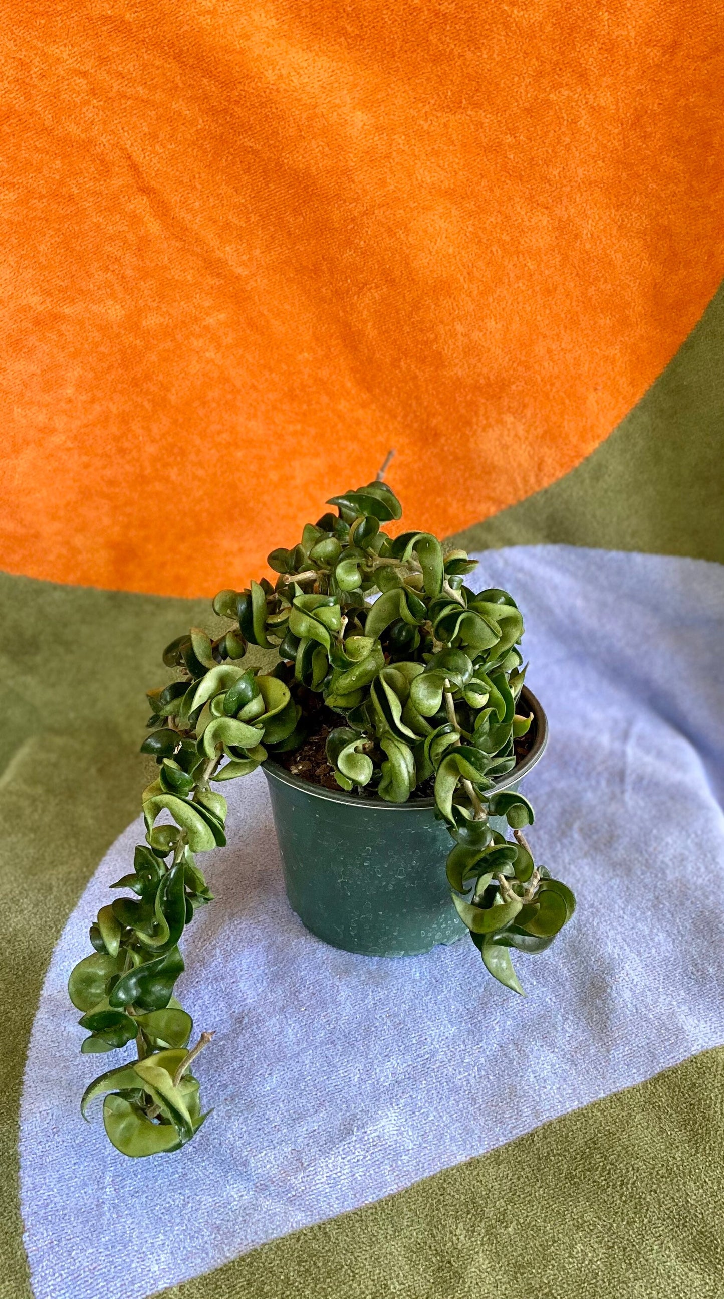 Hoya Rope Live Indoor Houseplant 6” Grower's Pot
