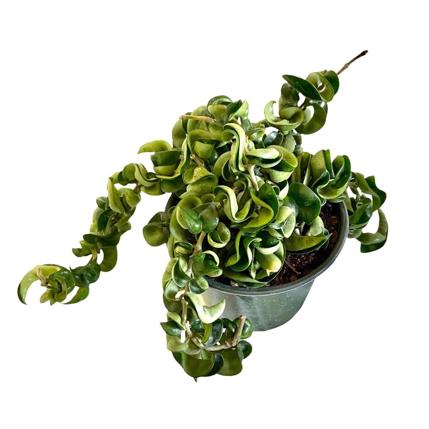 Hoya Rope Live Indoor Houseplant 6” Grower's Pot